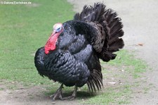 Bronzepute (Meleagris gallopavo domestica) im Lindenthaler Tierpark