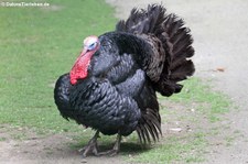 Bronzepute im Lindenthaler Tierpark, Köln