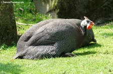 Hausperlhuhn (Numida meleagris f. domestica) im Lindenthaler Tierpark, Köln