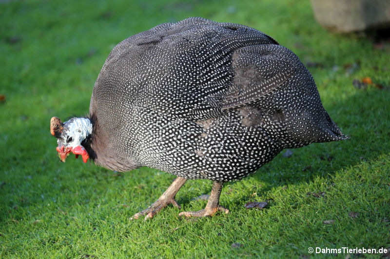 Hausperlhuhn (Numida meleagris)