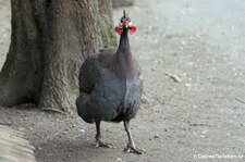 Hausperlhuhn (Numida meleagris f. domestica) im Lindenthaler Tierpark, Köln