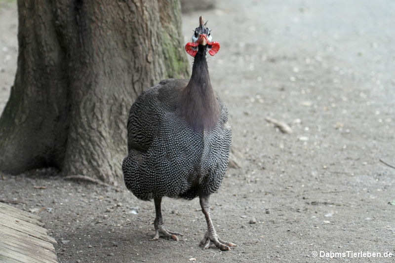 Hausperlhuhn (Numida meleagris)