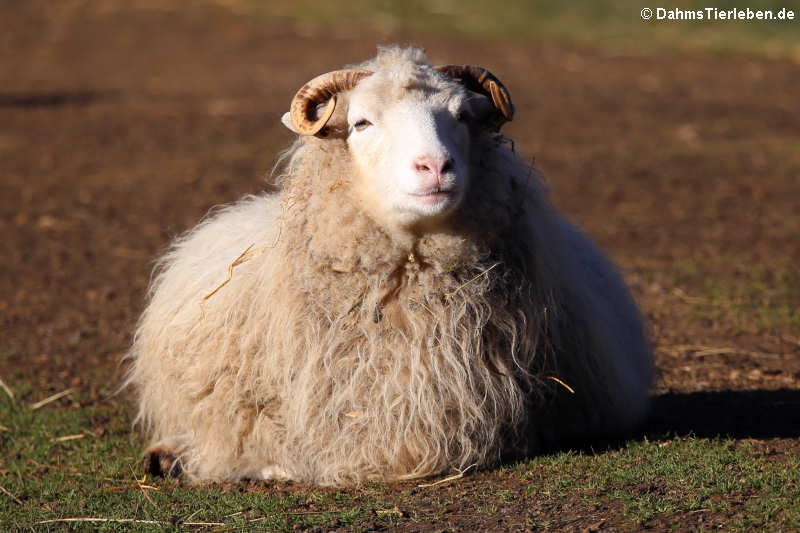 Ovis orientalis aries