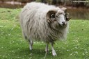 Ovis orientalis aries