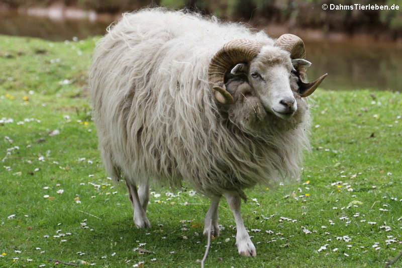 Hausschaf (Ovis orientalis aries)