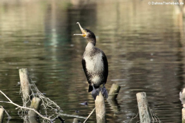 Phalacrocorax carbo sinensis