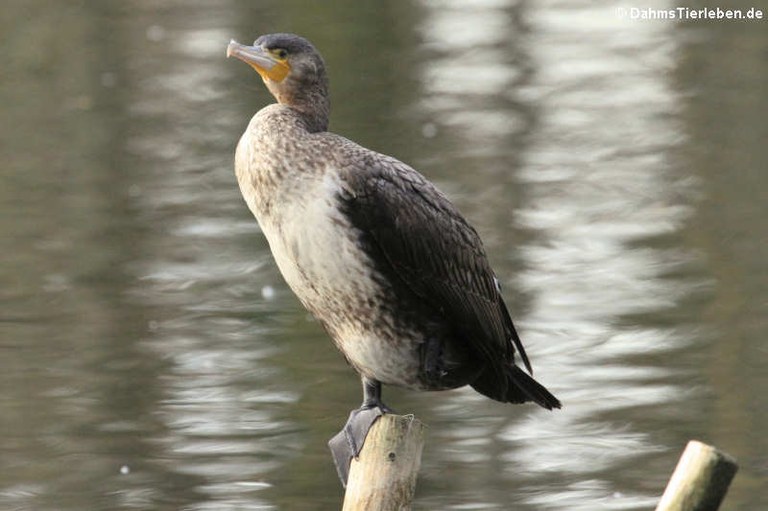 Phalacrocorax carbo sinensis