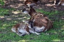 Soay-Schaf im Lindenthaler Tierpark