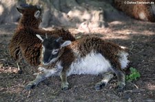 Soay-Schaf im Lindenthaler Tierpark