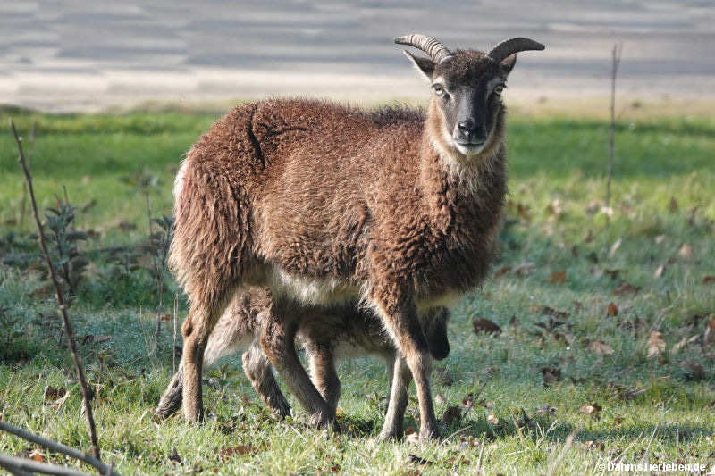 Soayschaf-2