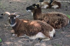 Soay-Schafe im Lindenthaler Tierpark