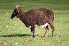 Soay-Schafe im Lindenthaler Tierpark