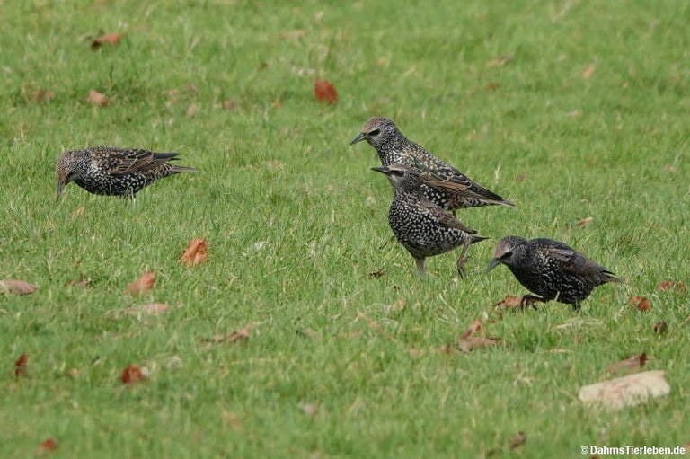 Sturnus vulgaris