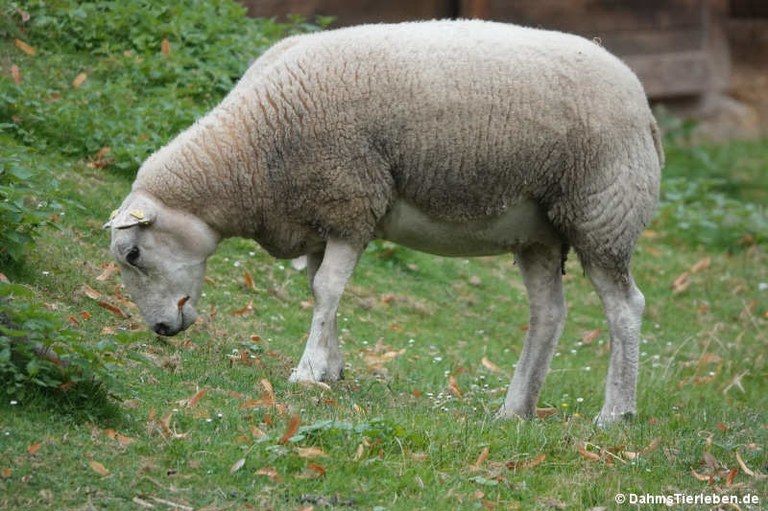 Texelschaf