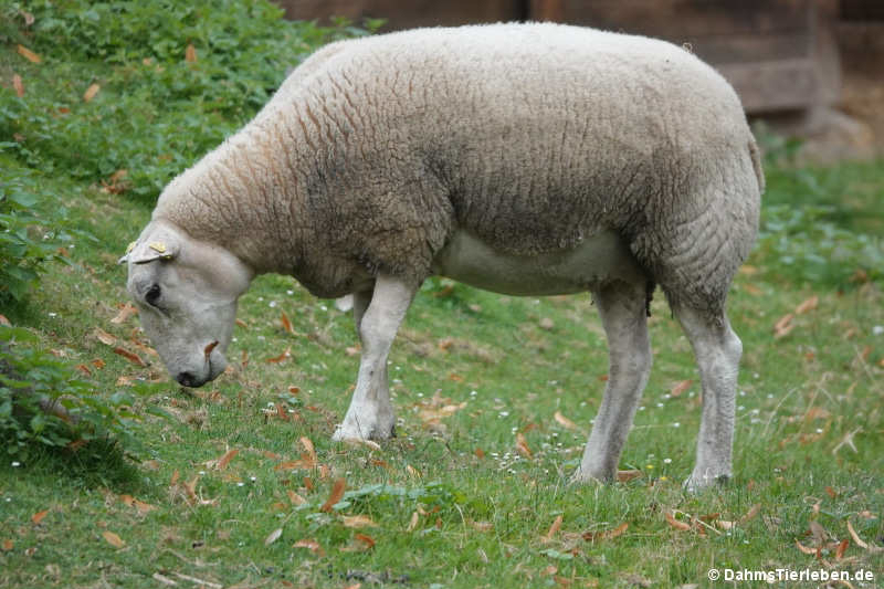 Texelschaf