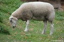 Texelschaf