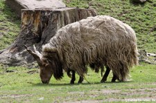 Zackelschaf im Lindenthaler Tierpark