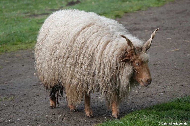 Zackelschaf
