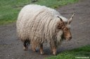Zackelschaf