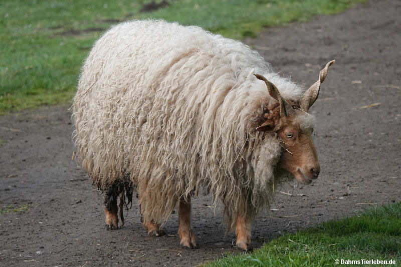 Zackelschaf