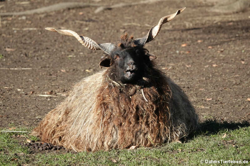 Zackelschaf (Ovis aries strepsiceros hungaricus)