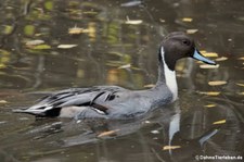 Männliche Spießente (Anas acuta) im Eifelzoo Lünebach-Pronsfeld