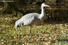 Weißnackenkranich (Antigone vipio) im Eifel-Zoo Lünebach-Pronsfeld