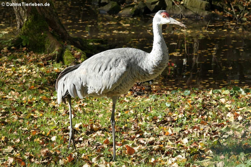 Weißnackenkranich (Antigone vipio)