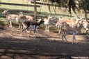 Antilope cervicapra