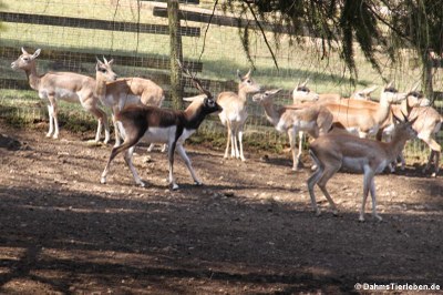 Hirschziegenantilopen (Antilope cervicapra)