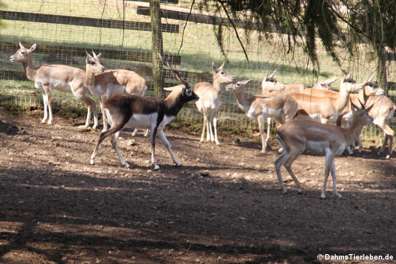 Antilope cervicapra