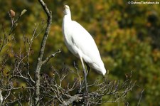 Silberreiher (Ardea alba alba) im Eifel-Zoo Lünebach-Pronsfeld