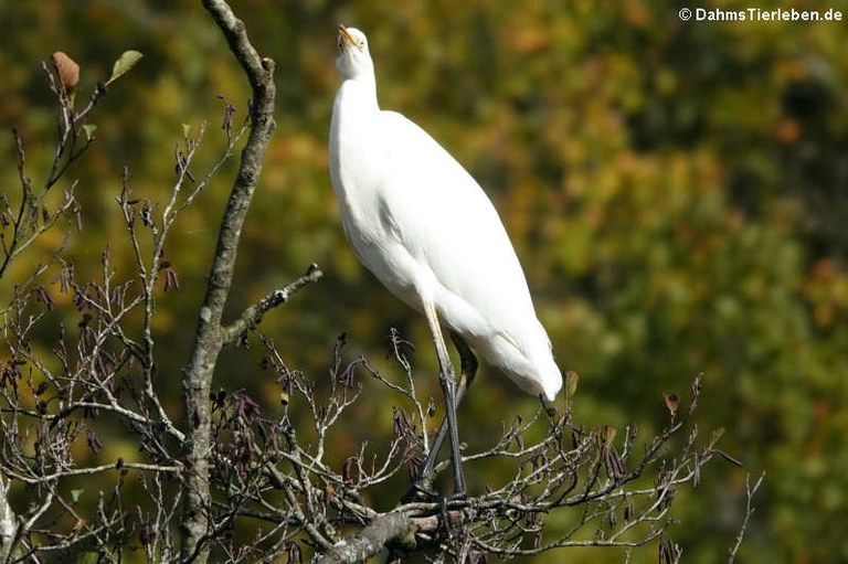 Ardea alba alba