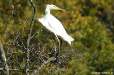 Silberreiher (Ardea alba alba) im Eifel-Zoo Lünebach-Pronsfeld