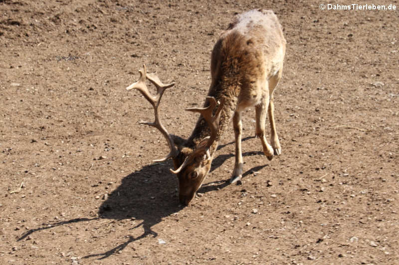 Europäischer Damhirsch (Dama dama)