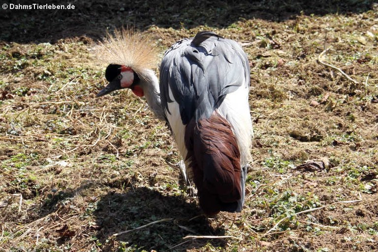 Balearica regulorum