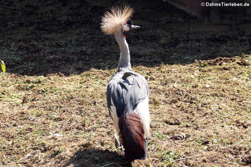 Balearica regulorum