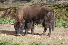 Präriebison (Bison bison bison) im Eifel-Zoo Lünebach-Pronsfeld