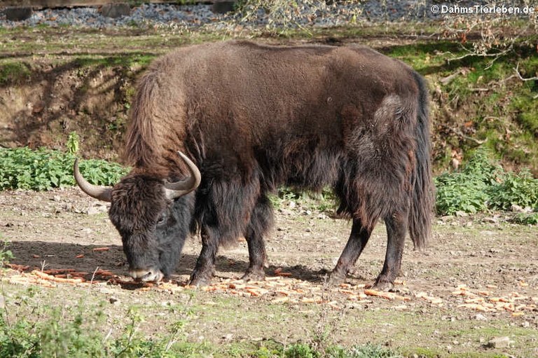 Bison bison bison