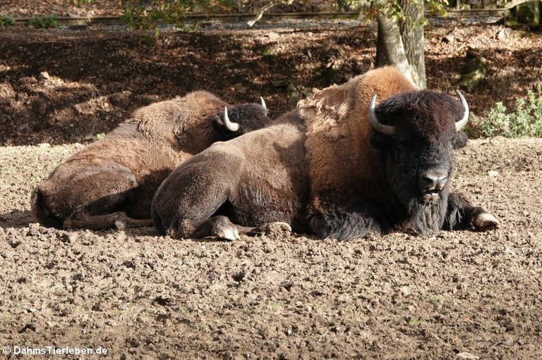 Bison bison bison