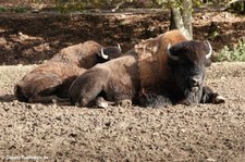 Präriebisons (Bison bison bison) im Eifel-Zoo Lünebach-Pronsfeld