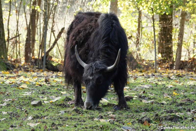 Hausyak (Bos mutus f. grunniens)