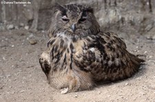 Europäischer Uhu (Bubo bubo bubo) im im Eifelzoo Lünebach-Pronsfeld