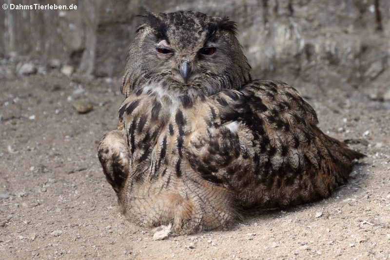 Europäischer Uhu (Bubo bubo bubo)