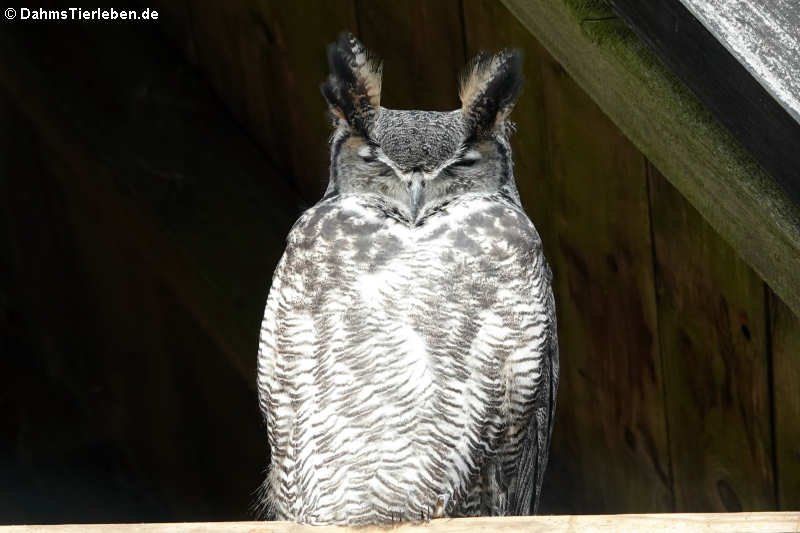 Virginia-Uhu (Bubo virginianus)