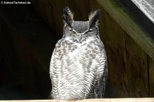 Virginia-Uhu (Bubo virginianus) im Eifel-Zoo Lünebach-Pronsfeld