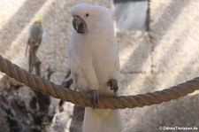 Weißhaubenkakadu (Cacatua alba) im Eifelzoo Lünebach-Pronsfeld