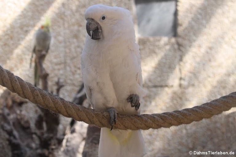 Cacatua alba