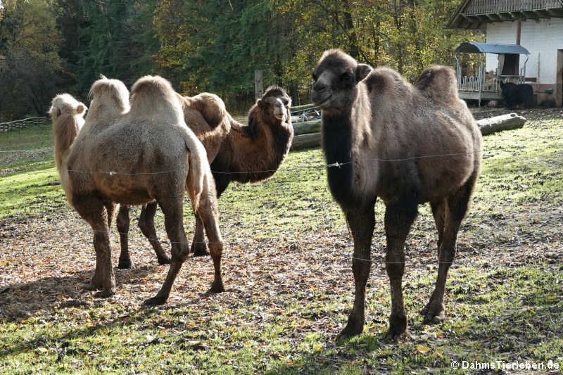 Trampeltiere (Camelus ferus f. bactrianus)