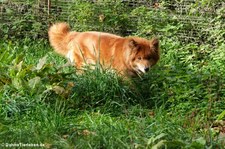 Urwald-Dingo (Canis lupus hallstromi) im Eifel-Zoo Lünebach-Pronsfeld